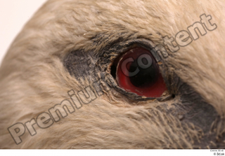 Black stork eye 0003.jpg